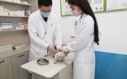宠物健康医疗服务（宠物医疗机构）