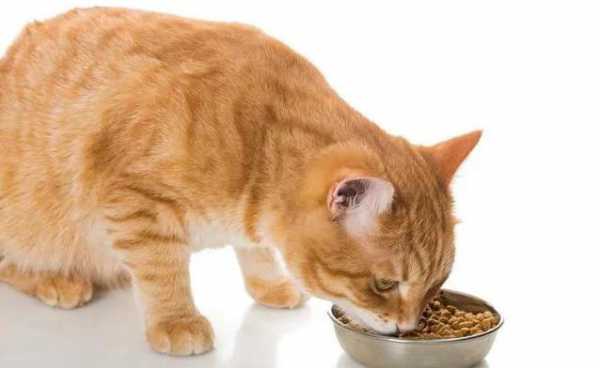 猫吃什么比较健康（猫吃什么吃的对身体好）