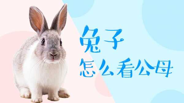 如何挑选比较健康的兔子（怎样选健康的兔子）