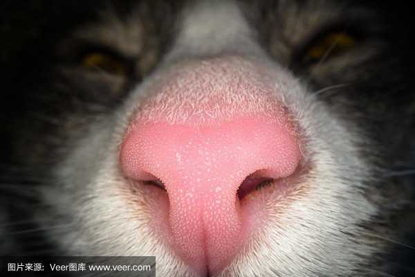 猫猫鼻子粉色健康吗（猫猫鼻子不湿的是健康吗）