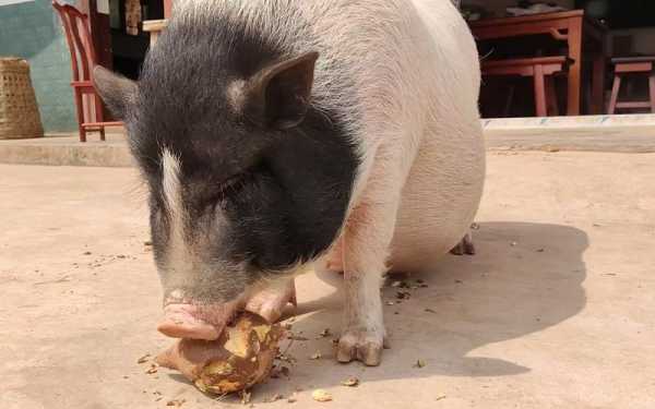 猪吃红薯健康吗（猪吃红薯健康吗会胖吗）