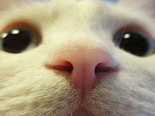 健康的猫鼻子（健康猫鼻子是什么状态）