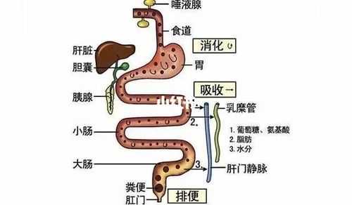 肠道不健康的六大表现（肠道不健康的六大表现图片）
