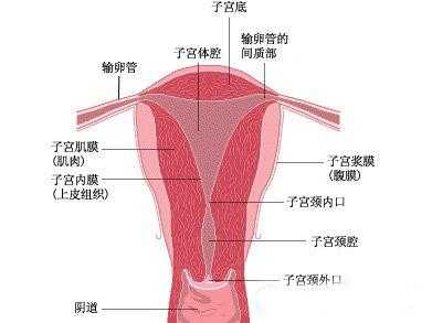 健康子宫照片（健康子宫的表现）-图3
