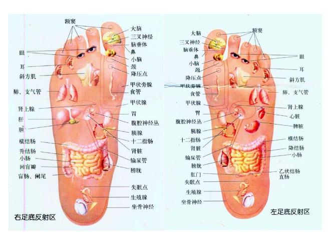足部反射区健康法（足部反射区健康法讲座）-图2