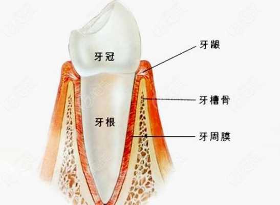 牙槽骨健康（牙槽骨疾病）-图2