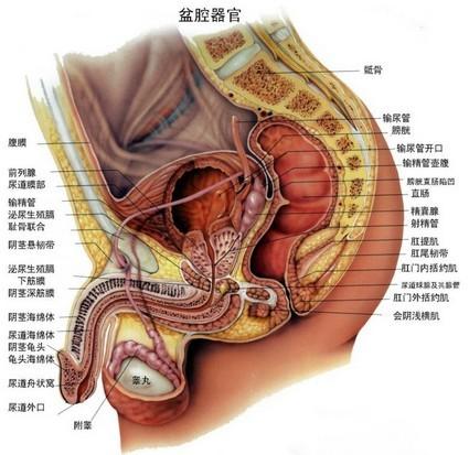 如何判断睾丸是否健康（如何判断睾丸是否健康状态）-图3